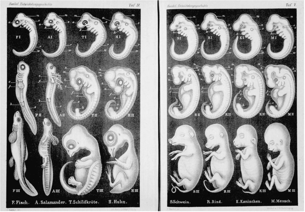 Ernst Haeckel's Embryological Illustrations