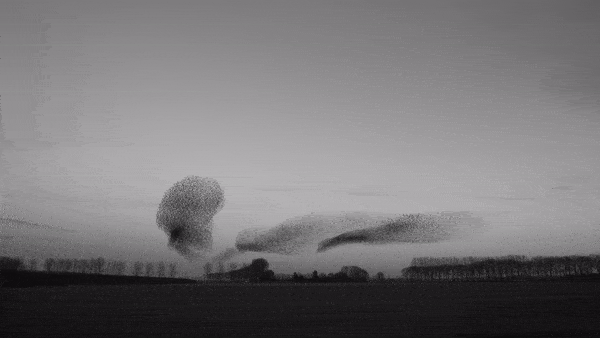 Black and white gif of starlings mutating in form and shape within their flock